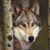 Lisa Knight Lawrence's profile image