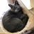 Tina Rase's profile image