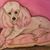 Laura Marshall Carignan's profile image