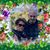 Socorro Howard's profile image
