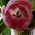 Janet Rice Vellante's profile image