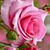 Denise Anderson's profile image