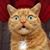 Lindsay Negrello's profile image