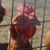 Stacey Knapp's profile image