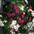 Phyllis Adascheck's profile image