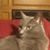 Deborah Hawkins's profile image