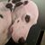 Adele Bennett's profile image