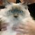 Lilly Gurevich's profile image