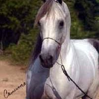 Marcie Fredricks's profile image