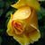 Debbie Davis's profile image