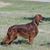 Susan Godlove's profile image