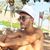 Ishay Binyamin's profile image