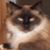 Connie Kolinsky's profile image