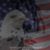 Classic Walsh's profile image