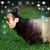 Robert Kenneth Gotcher's profile image