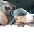 Dori Belle's profile image