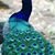Tom Cudworth's profile image