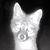 Perry Cook's profile image