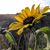 Rochelle Lantermans's profile image