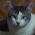 Archibald Cox's profile image