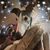 Lynn Bierhaus's profile image