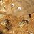 Anne M Bracker's profile image