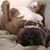 Joshua Lentz's profile image