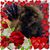 Cindy Rollf Meyer Taranto's profile image
