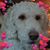 Carolyn Tesch's profile image