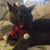 Melissa Adylia Calasanz's profile image
