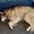 Nanook McDaniel's profile image