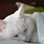 Hannah Delo Waltz's profile image