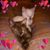 Brenda Brindley Stewart's profile image