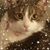 Tammy Farrell's profile image