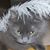 Dottie Chevrette's profile image