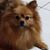 Bobo Chen's profile image