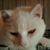 Lynda Garibaldi's profile image