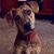 Ellen Hyer Dougherty's profile image