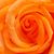 Lacy Fiveash Brantley's profile image