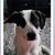 Diane Morgan-Muff's profile image