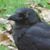 Sharon Tabor's profile image