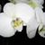 Ronni Wetmore's profile image