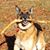 Peter Antonellis's profile image
