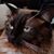 Mark Lemmond's profile image