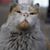 Bob Bartlett's profile image