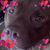 Debbie Pacifico's profile image