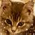 Ron Drexinger's profile image