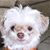 Lemon Lemon's profile image
