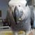 Laura Lee Selwitschka's profile image