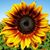 Missy Dawn's profile image